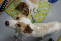 JCDL看板犬 ウィッシュボーン君
