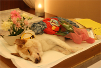 JCDL看板犬 ウィッシュボーン君