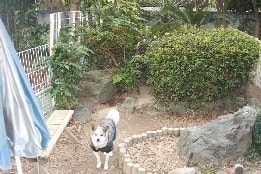 ワンちゃんの終身お預かりシステム