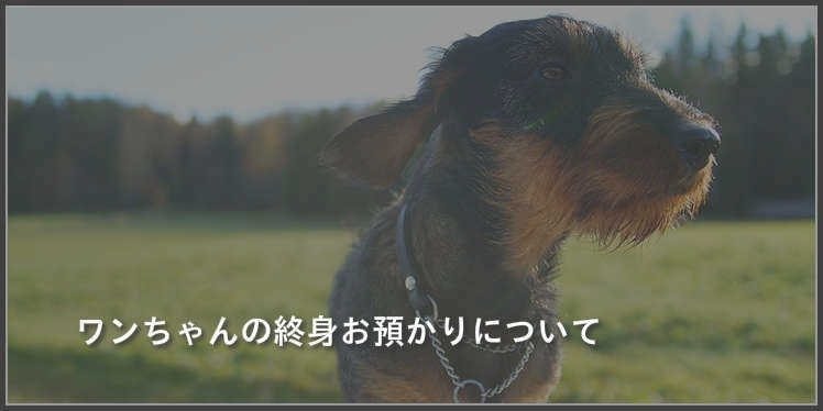 動物愛護市民団体jcdlの公式サイト