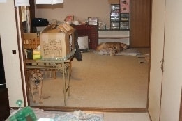 ワンちゃんの終身お預かりシステム