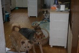 ワンちゃんの終身お預かりシステム
