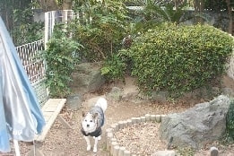 ワンちゃんの終身お預かりシステム