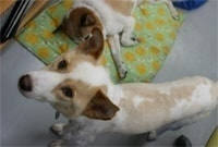 JCDL看板犬 ウィッシュボーン君