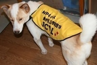 JCDL看板犬 ウィッシュボーン君